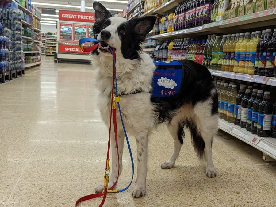 A border collie cross stood in a super market aisle wearing a blue Assistance Dog vest and holding his lead in his mouth